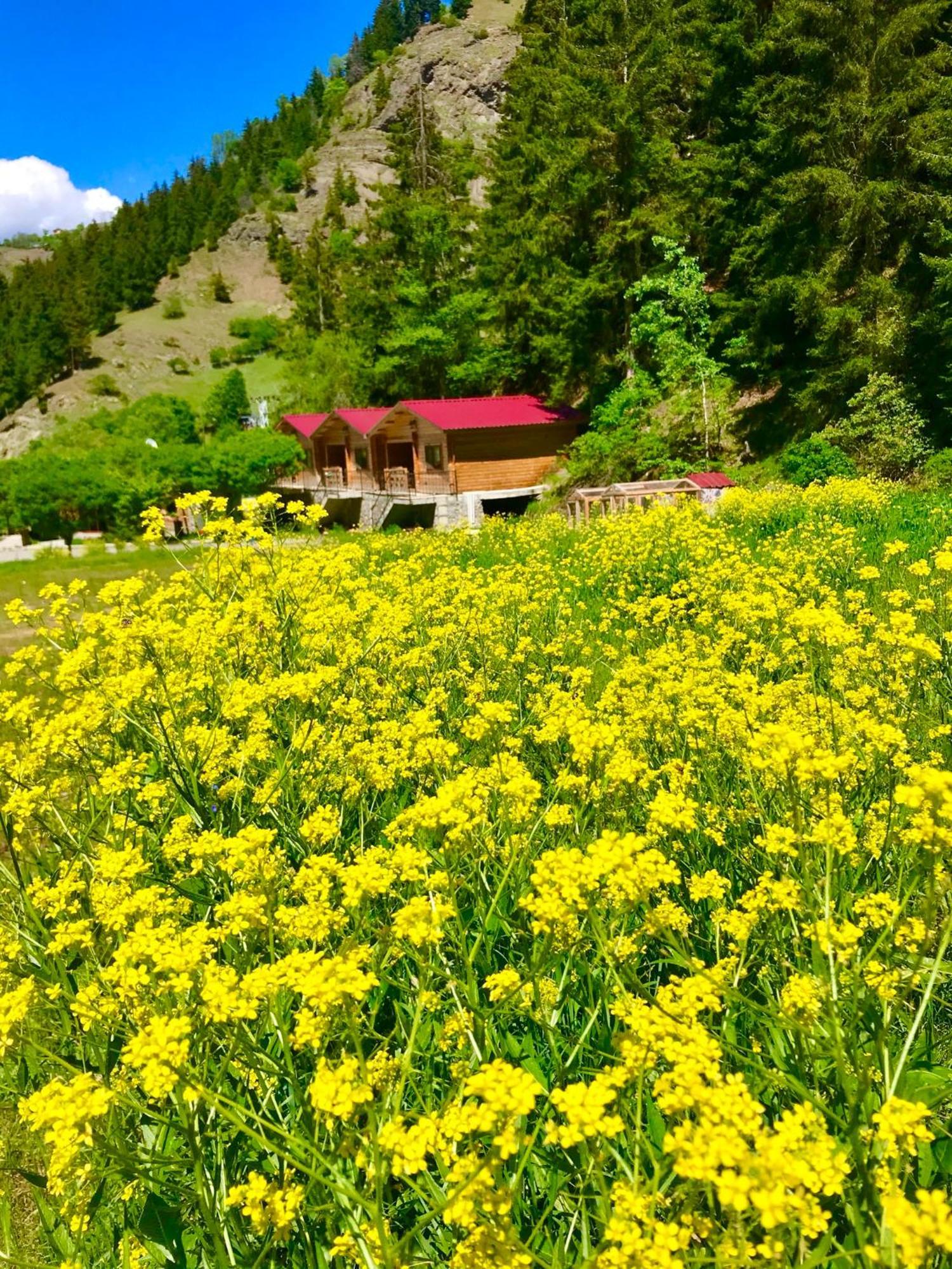 Hotel Green Valley Savsat Zewnętrze zdjęcie